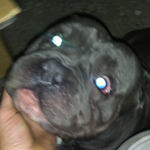 Meet your Posher, Buddy